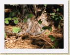 IMG_0017 * California red-sided gartersnake