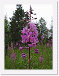 img_0111 * Fireweed (кипрей)