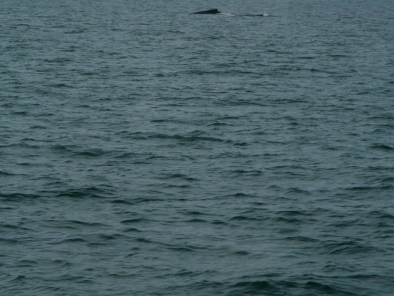 pict2258.jpg - A humpback whale