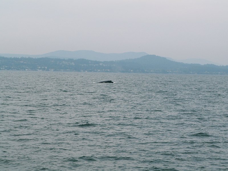 pict2260.jpg - Humpback