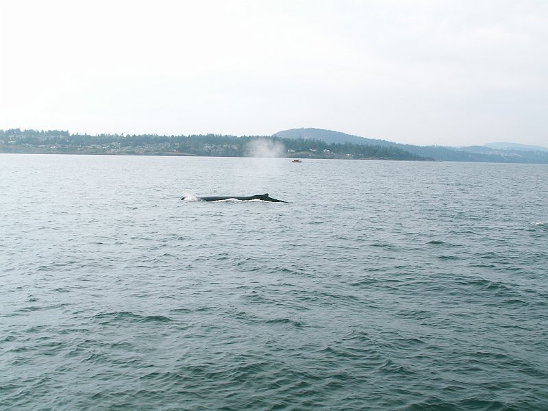 pict2266.jpg - Another humpback