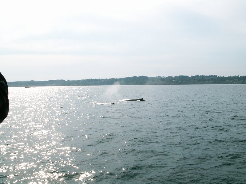 pict2269.jpg - Two humpback whales: mother and a child