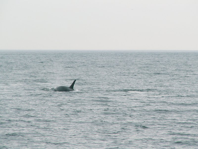 pict2306.jpg - A orca